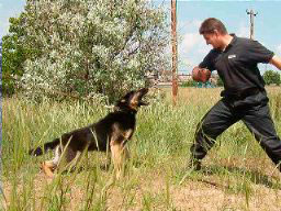 Физические тренировки с собакой 
в компании Левит